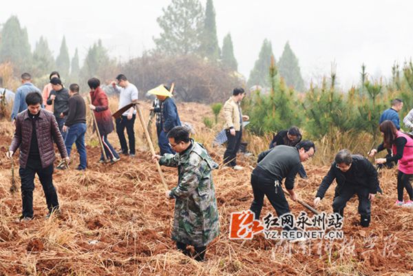 雷竞技raybet官网版下载老师们热火朝天地挥锄种金槐